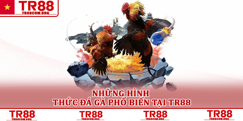 Đá gà TR88 – Nền tảng cá cược gà trực tuyến được quan tâm 2 Những hình thức đá gà phổ biến tại TR88