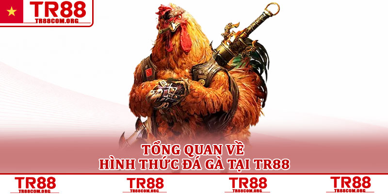 Đá gà TR88 – Nền tảng cá cược gà trực tuyến được quan tâm 1 Tổng quan về hình thức đá gà tại TR88